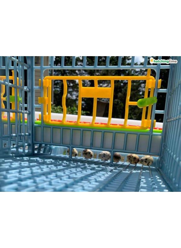 Quail Cage - 5 Layer (Power-Washable, Durable, ABS Plastic) | Hatching Time
